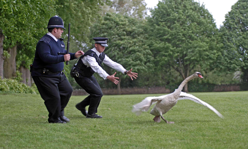 Police catching a swan