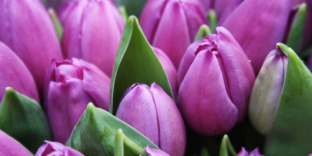 purple tulips