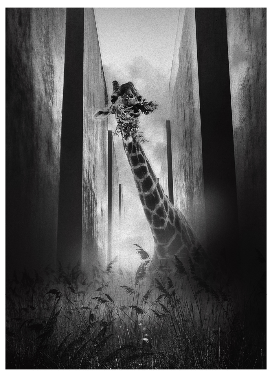 Black and white image of giraffe in Berlin